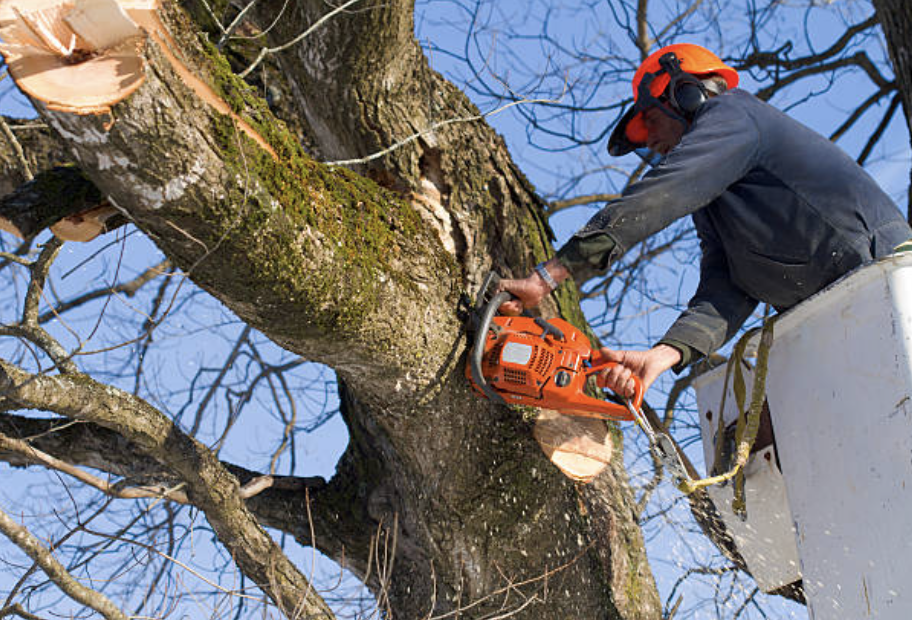 tree pruning in Cherry Hill Mall