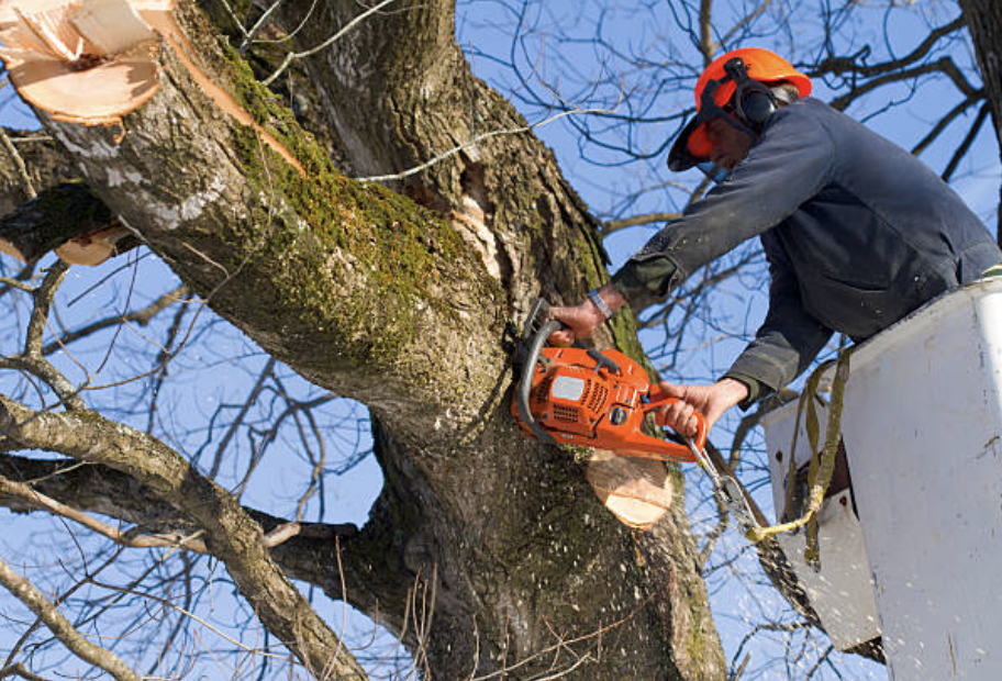 tree pruning in Ocean Acres